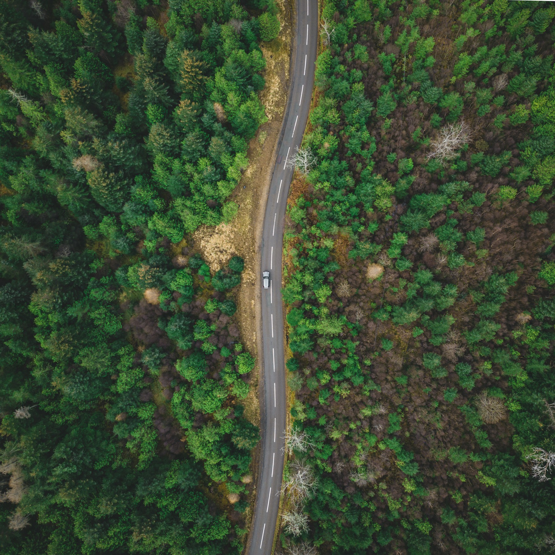 Open road through a green landscape representing worldwide supply routes
